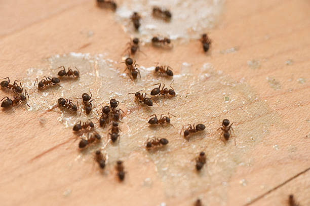 Best Insect Control  in Mansfield Center, CT