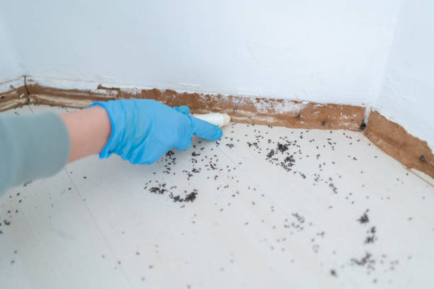 Best Mosquito Control Services  in Mansfield Center, CT